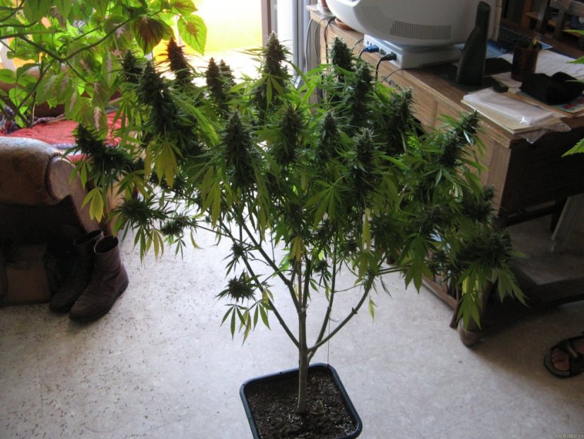 Psicodelicia - Feminisierte Samen 5ks Sweet Seeds