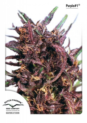 Purple 1-feminized 3pcs Dutch Passion seeds