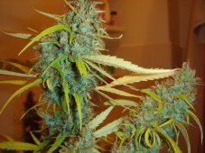 Angel Heart (Mango Haze x Afghani Skunk) - Standardized Seeds 18 pcs Mr. Nice