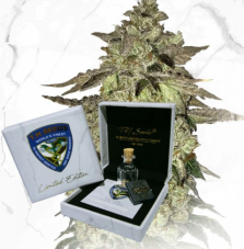 T.H. Seeds Dosidos x Birthday Cake regulérní semena