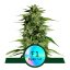 Hyperion F1 - autoflowering Marihuana Samen 3Stck, Royal Queen Seeds