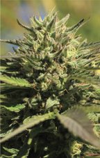 Humboldt Seed Company OG Kush feminisierte Samen