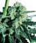 Sensi Skunk - Nasiona 10 szt. Standardowych Sensi Seeds
