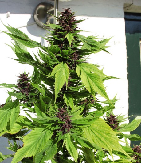Frisian Duck® - feminized 3pcs Dutch Passion seeds