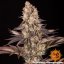 GELATO 45 feminizované semínka 5 Ks Barney´s Farm