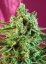 S.A.D. Sweet Afghani Delicious CBD - semillas feminizadas 3pcs Sweet Seeds