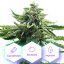 Gorilla Glue - gefeminiseerde zaden 5 st Cannapio