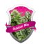 Outdoor Mix - 10 feminisierte Samen von Royal Queen Seeds