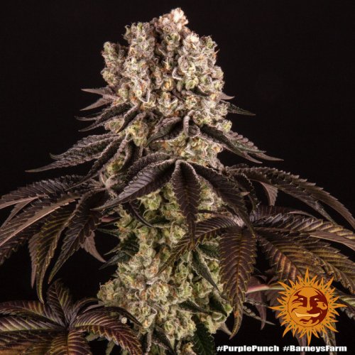 Purple Punch - feminizovaná semena marihuany 5 ks Barney´s Farm