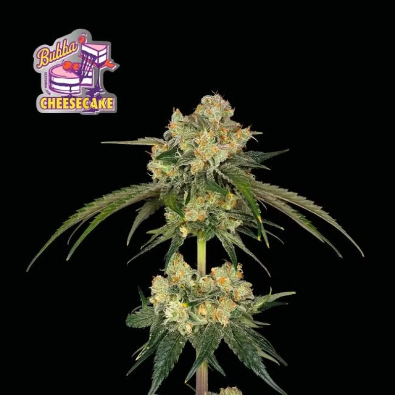 Bubba Cheesecake - feminizowane nasiona konopi 10 sztuk, Seedsman