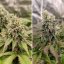Tropical Tangie - feminizované semená 10ks, Dutch Passion