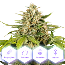 Jungle Gelato Auto - autoflowering semena konopí, 5 ks, Cannapio