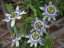 Blaue Passionsblume (Pflanze: Passiflora caerulea) 5 Samen