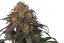 Mandarin Panties - feminized cannabis seeds 5 pcs Seedstockers Superior