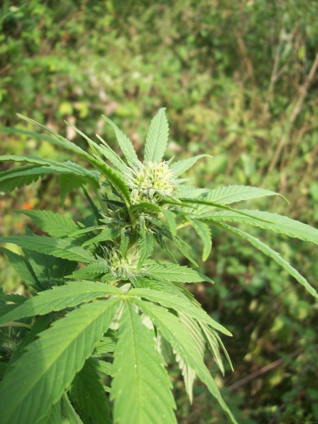 Phatt Fruity – feminizované semienka 5 ks Barney Farms