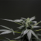 Legendary Cannabis Strains 4: AK 47, AK 48 (AK Models)