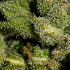 White Widow 5 ks feminizované semienka Dinafem