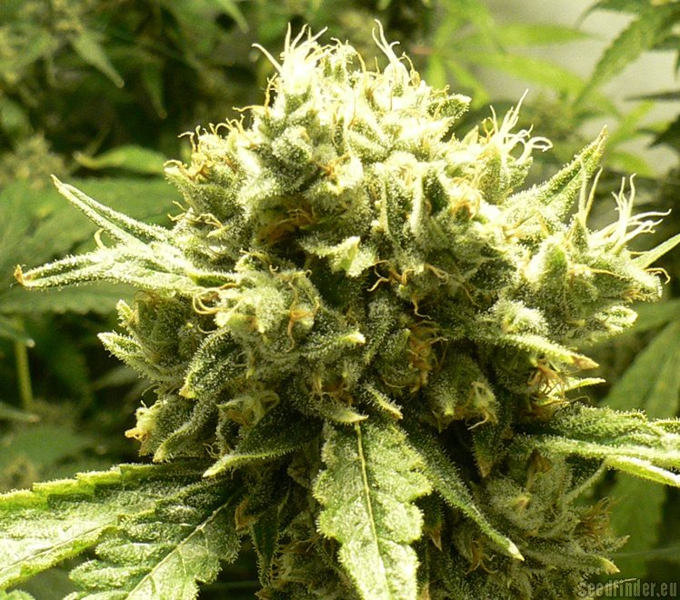 Jack Flash 10 ks štandardizované feminizované semená Sensi Seeds