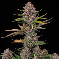Silent Seeds Purplenade XXL Auto samonakvétací semena