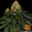 Skywalker OG Auto - autoflowering semená marihuany 10 ks Barney´s Farm