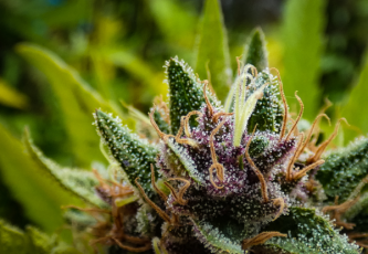 Cannabis Haze: Objavte svet stimulujúcich sativas
