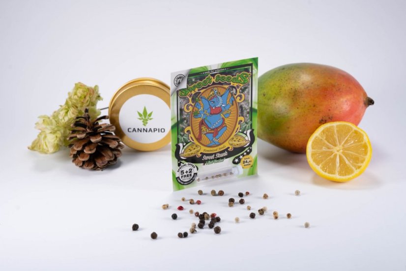 Sweet Skunk Fast Version – 5 ks semien Sweet Seeds