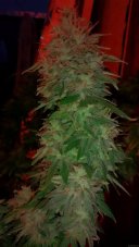 Botafumeiros – feminizovaná semínka 5 ks Sweet Seeds