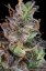 Lemon Pie Auto - autoflowering semená marihuany 3 ks Fast Buds