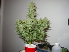 Speed Devil 2 Auto – 3 ks autoflowering semínka Sweet Seeds