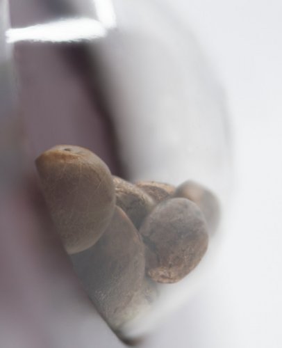 Sensi Amnesia - feminizowane nasiona konopi 10 sztuk, Sensi Seeds