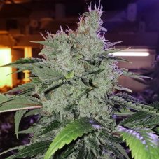 Ethos Genetics Chem Funk R1 feminizované semená