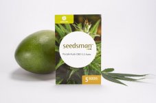 Purple Kush CBD 1:1 Auto - autoflowering seeds 5 pcs Seedsman
