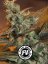 Cream Caramel Fast Version - Feminized Seeds 3pcs Sweet Seeds