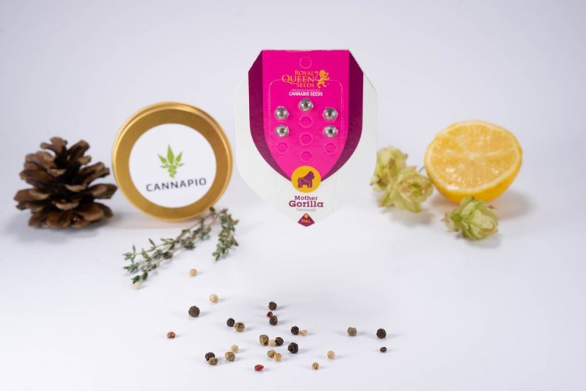 Royal Madre - feminized seeds 5ks Royal Queen Seeds