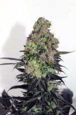 Ripper Seeds Acid Dough feminizovaná semena
