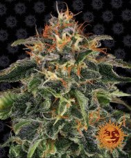 Moby Dick - feminizované semineka 5 ks, Barney´s Farm