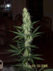 Afghani n.1 - Seeds of 10 standardized Sensi Seeds