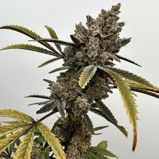 Exotic Genetix Project 9 feminisierte Samen