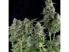 Northern Lights - samokvitnúce semená 3 ks Pyramid Seeds