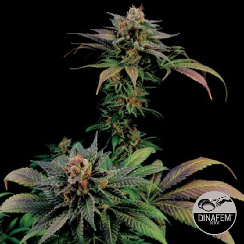 Blue Thai - nasiona feminizowane 3szt Dinafem