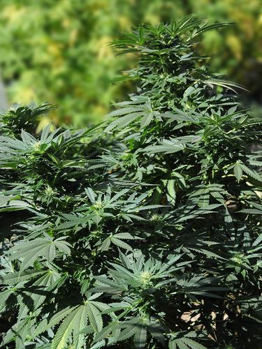 Bubba Kush 2 - feminizovaná semienka 3ks Humboldt