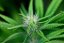 Peyote Zkittlez - feminized cannabis seeds 3 pcs, Seedsman