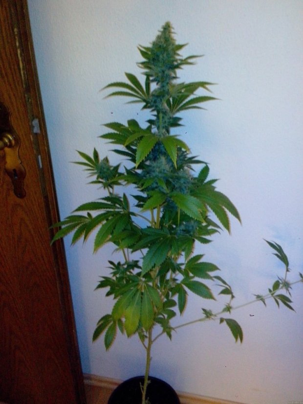 Diesel - 10 sztuk feminizowanych nasion Dinafem