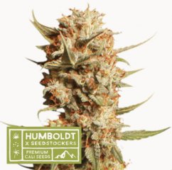 Thunder Banana Auto - autoflowering semená marihuany HumboldtXSeedstockers 3 ks