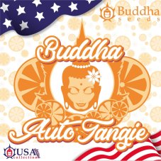 Buddha Auto Tangie, 10 sztuk, Buddha Seeds