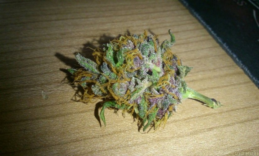 Night Queen  – feminizovaná semínka 5 ks Dutch Passion