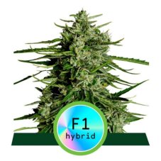 Titan F1 - autoflowering marijuana seeds 10pcs, Royal Queen Seeds