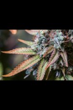 Rucu Cucu OG - feminisierte Hanfsamen 25 Stück, Seedstockers Superior