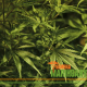 Evolution of Cannabis Plant