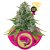 Royal Moby - semillas feminizadas 10 uds Royal Queen Seeds